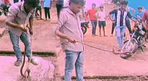 Daring-snake-catch-single-stick