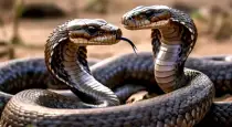 Snakes-that-eat-other-snakes-india-facts