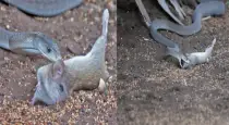 black-mamba-swallows-rat-video