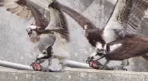 Eagle-fight-for-fish-video