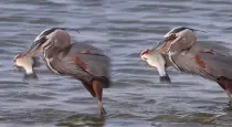 heron-hunts-fish-in-one-attempt