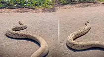 giant-snake-crossing-road