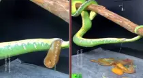 Viral-video-snake-giving-birth-online