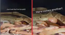 Boa-constrictor-snake-birth-video
