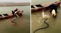Viral-video-man-saves-goat-from-king-cobra