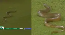 Snake-enters-during-sl-vs-ban-odi-match