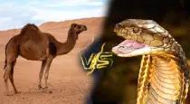 Camel-tears-neutralize-snake-venom