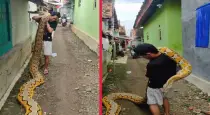 Reticulated-python-viral-video