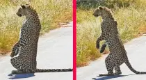 Standing-cheetah-viral-video