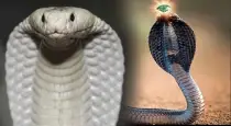 Truth-of-naagamani-belief