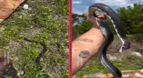 Black-ratsnake-chase-viral-video