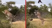 cheetah-hunts-bird-viral-video-KURURW