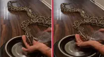 burmese-python-drinking-water-viral-video