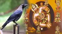 crow-indications-in-house-vaastu-meaning