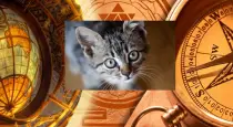 Cat-visits-home-good-sign-meaning