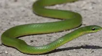 rare-snake-yawning-video