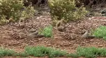 Squirrel-teases-snake-viral-video