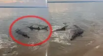 Shark-circles-crocodile-seashore-video