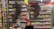 monster-lizard-supermarket-viral-video