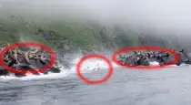 russia-earthquake-sea-lions-escape