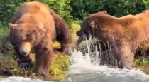 bear-catches-fish-instantly