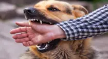 Street-dog-bite-safety-steps