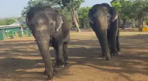Inseparable-elephant-friendship-55-years