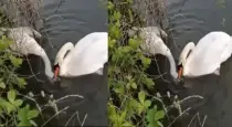 swan-tries-to-revive-its-partner-viral-video
