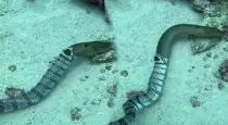 sea-snake-vomits-moray-eel-viral-video