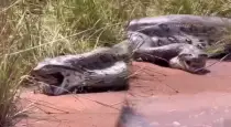 Giant-female-anaconda-video