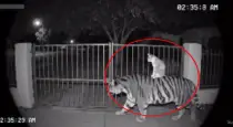 cat-and-tiger-viral-video