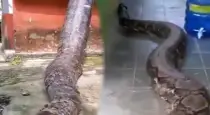 giant-anaconda-housefront-viral-video