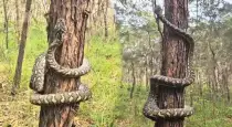 giant-snake-tree-climb-viral-video