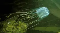 australian-box-jellyfish-danger