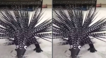 School-girl-porcupine-fancy-dress-viral-video