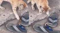 Cat-chasing-venomous-snake-viral-video