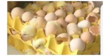 90-eggs-hatch-into-chicks-inside-locked-house-viral