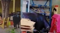 Buffalo-enters-meerut-office-damages