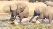 elephant-vs-crocodile-video