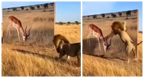 ai-lion-fake-deer-viral-video