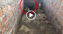 Snake trying to eat hen viral video