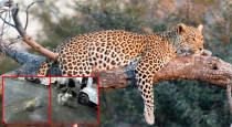 stray-dogs-chase-leopard-delhi