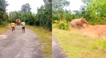 wild-elephant-attack-surajpur-chhattisgarh