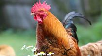 Rooster killed its owner near Telangana