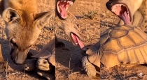 Hyena-turtle-viral-video-wildlife-lesson