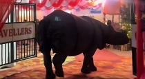 wedding-rhino-guest-viral-video