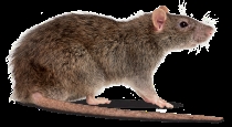 is-there-a-rat-problem-in-your-house-dont-worry-anymore