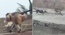 Angry monkeys exact revenge by killing 250 dogs after a puppy kills a baby monkey