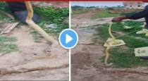 Snake eats another snake in Odisha viral video