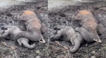 mother-elephant-love-viral-video